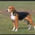 American Foxhound